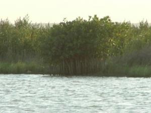 red mangrove.JPG
